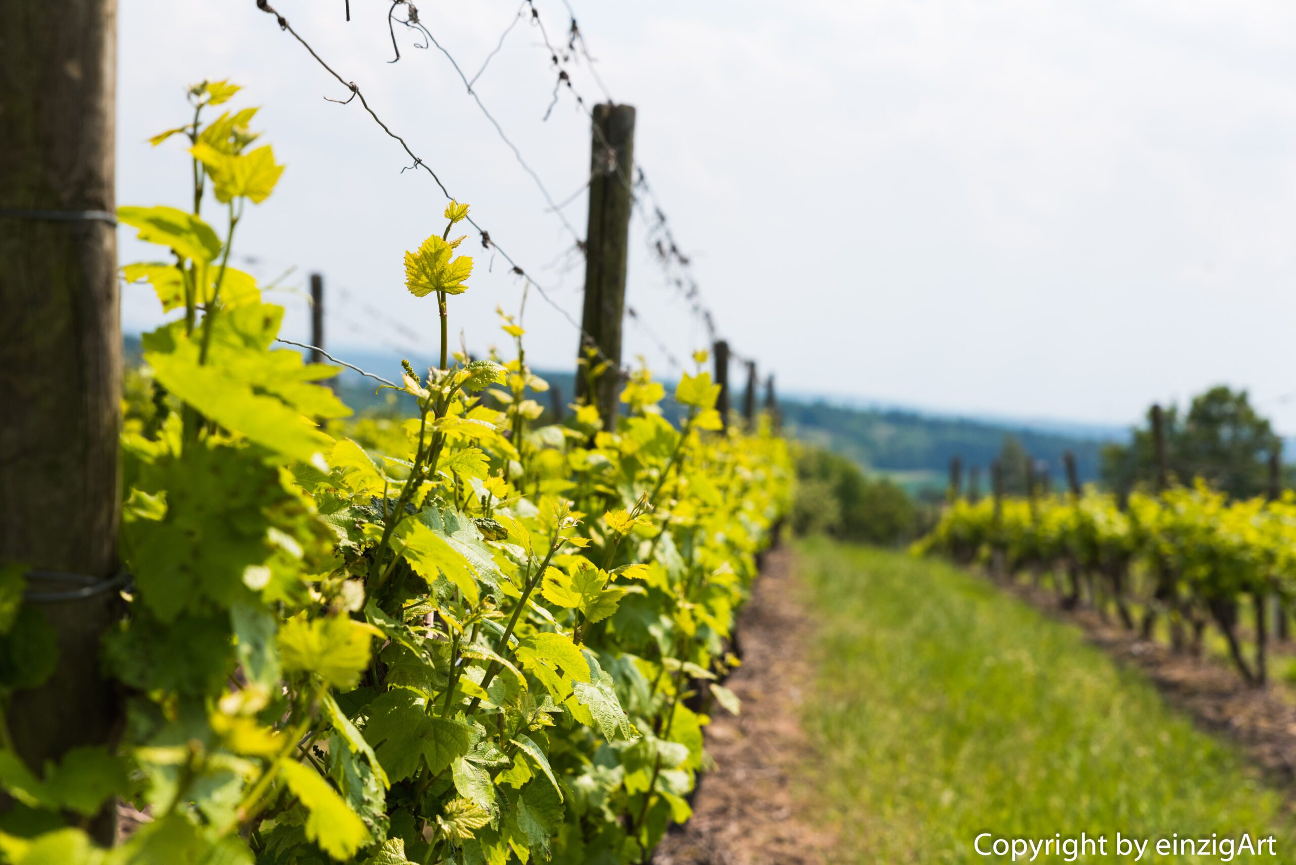 Wein trifft auf Wilde Sau